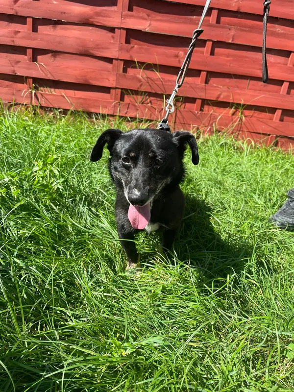 Znaleziono psa, Czartki, 21 sierpnia 2024