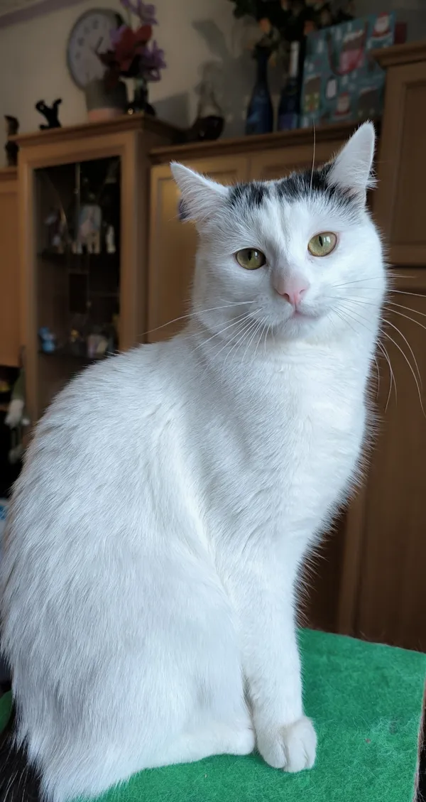 Zaginął kot, Łódź, 21 sierpnia 2024