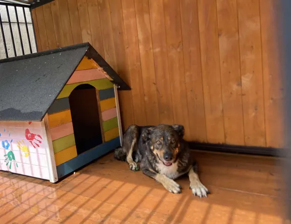 Znaleziono psa, Świdnica, 21 sierpnia 2024