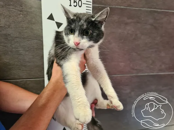 Znaleziono kota, Chełmek, 20 sierpnia 2024