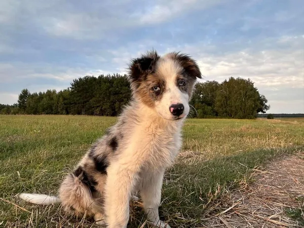 Zaginął pies, Mogilno Małe, 23 sierpnia 2024 (1/2)