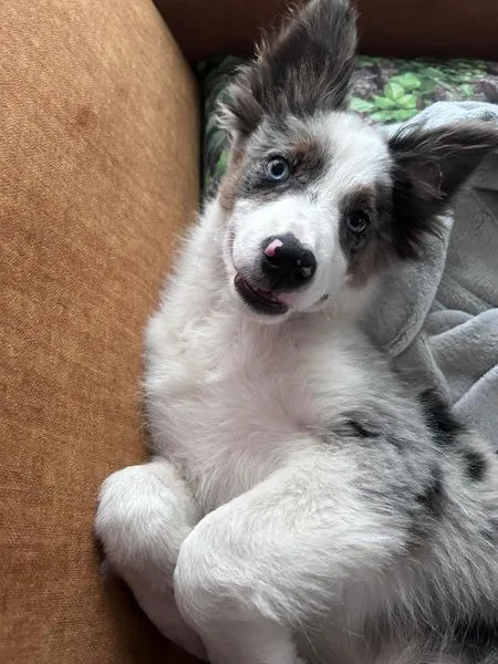 Zaginął pies, Mogilno Małe, 23 sierpnia 2024 (2/2)