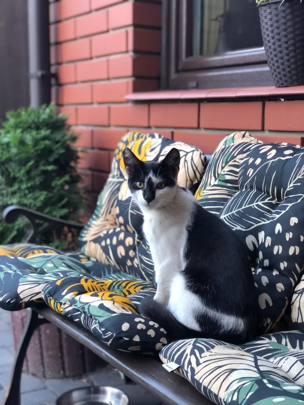 Zaginął kot, Białystok, Skorupy, 26 sierpnia 2024 (2/3)