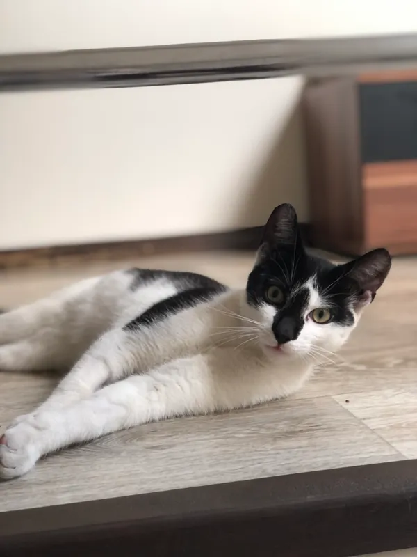 Zaginął kot, Białystok, Skorupy, 26 sierpnia 2024 (1/3)