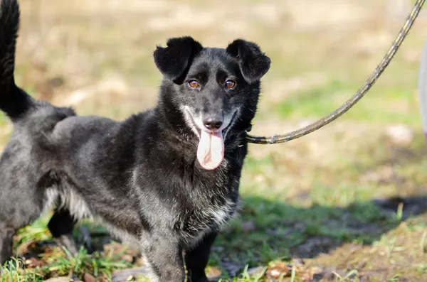 Oddam psa, Płock, Trzepowo, 26 sierpnia 2024 (1/3)