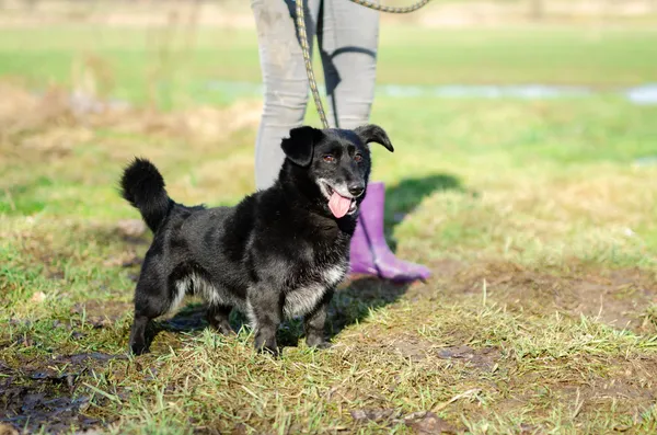 Oddam psa, Płock, Trzepowo, 26 sierpnia 2024 (2/3)