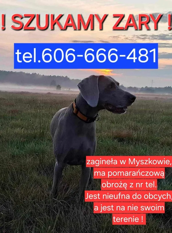 Zaginął pies, Myszków, Nowy Myszków, 26 sierpnia 2024 (1/2)
