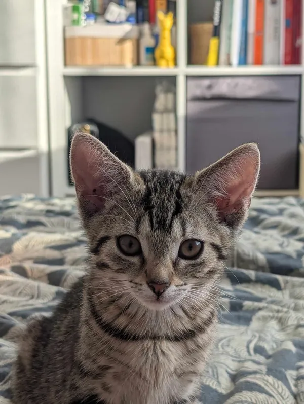 Zaginął kot, Swojczany, 27 sierpnia 2024