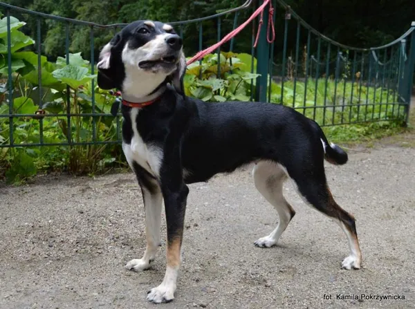 Znaleziono psa, Toruń, 4 lipca 2024