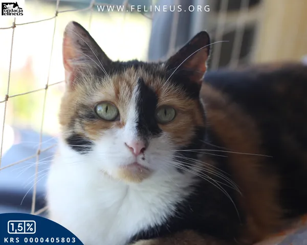 Kot do adopcji, Rzeszów, 28 sierpnia 2024 (1/6)
