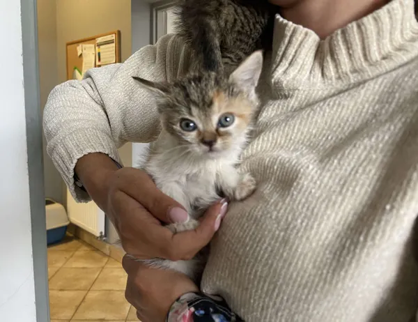 Znaleziono kota, Świdnica, 26 sierpnia 2024