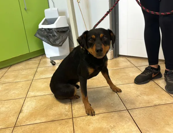 Znaleziono psa, Świdnica, 26 sierpnia 2024