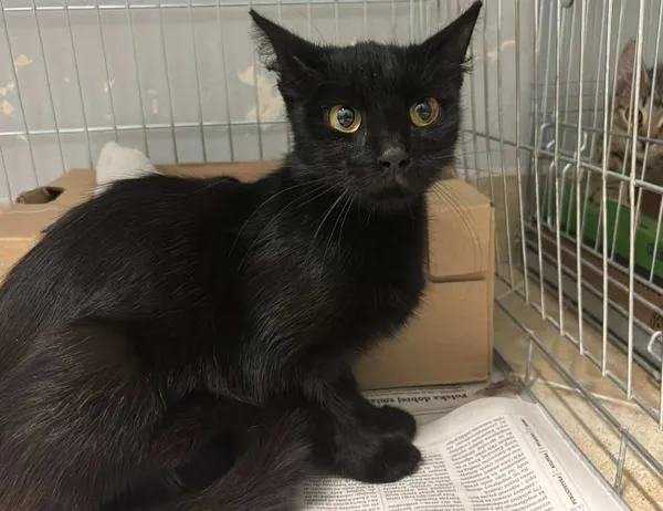 Znaleziono kota, Świdnica, 24 sierpnia 2024