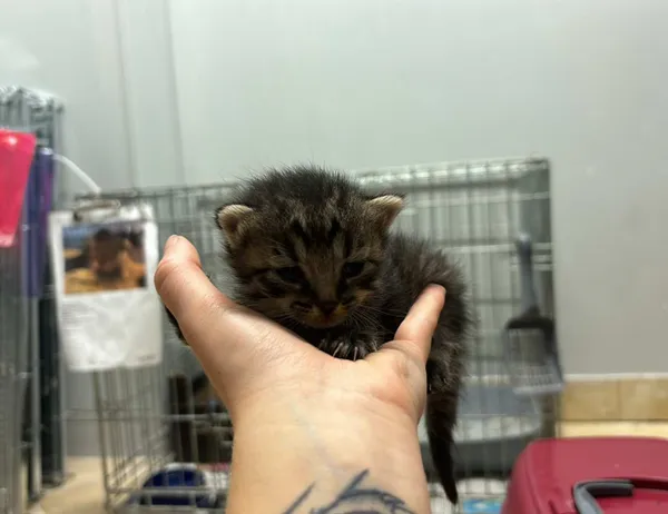 Znaleziono kota, Świdnica, 24 sierpnia 2024