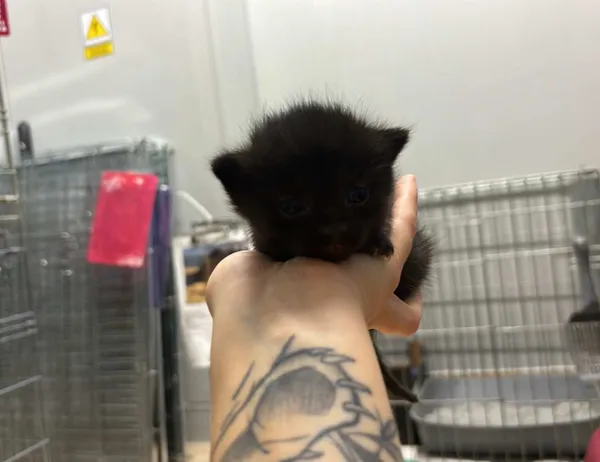 Znaleziono kota, Świdnica, 24 sierpnia 2024