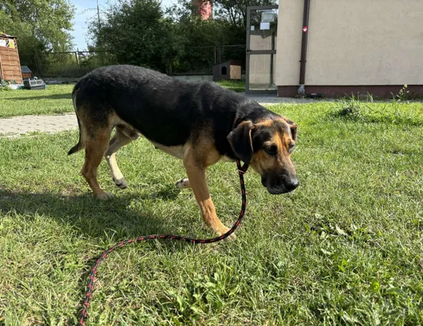 Znaleziono psa, Świdnica, 22 sierpnia 2024