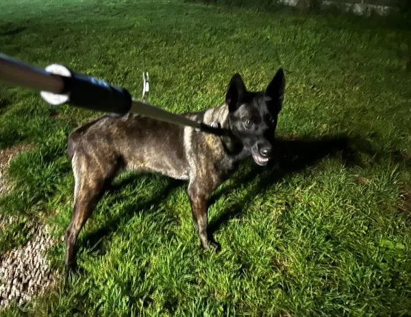 Znaleziono psa, Świdnica, 22 sierpnia 2024