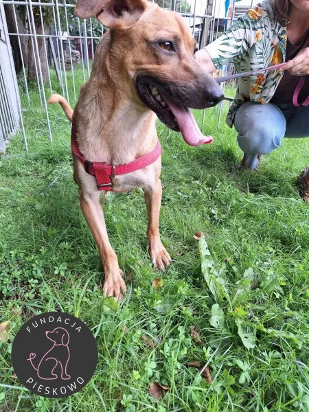 Pies do adopcji, Wolsztyn, 25 sierpnia 2024