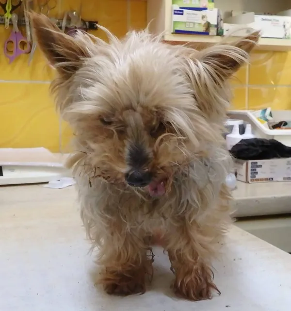 Znaleziono psa, Łódź, 27 sierpnia 2024 (2/2)