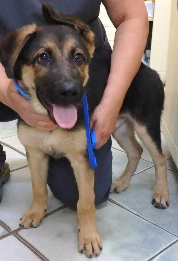 Znaleziono psa, Łódź, 27 sierpnia 2024 (2/2)