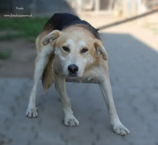 Pies do adopcji, Nowy Dwór Mazowiecki, 28 sierpnia 2024 (1/2)