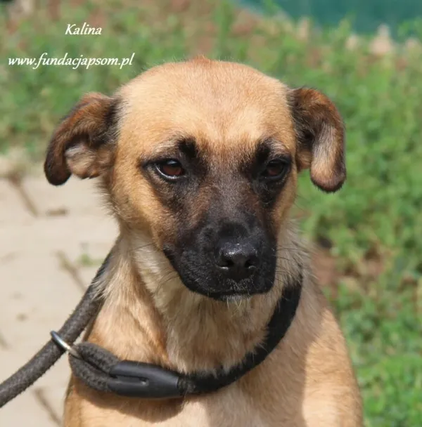 Pies do adopcji, Nowy Dwór Mazowiecki, 25 sierpnia 2024 (1/5)