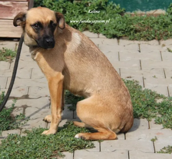 Pies do adopcji, Nowy Dwór Mazowiecki, 25 sierpnia 2024 (2/5)