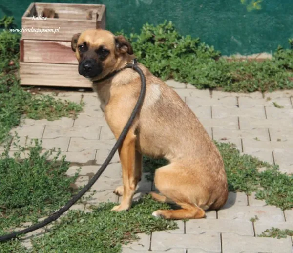 Pies do adopcji, Nowy Dwór Mazowiecki, 25 sierpnia 2024 (3/5)