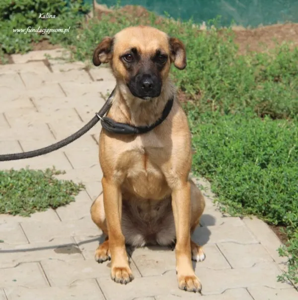 Pies do adopcji, Nowy Dwór Mazowiecki, 25 sierpnia 2024 (5/5)