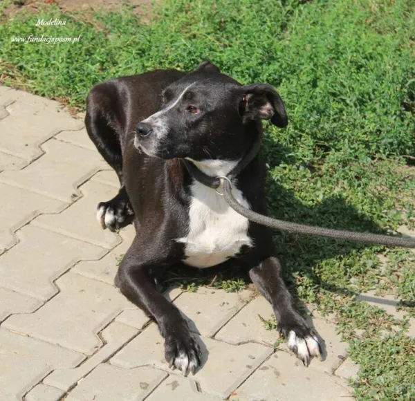 Pies do adopcji, Nowy Dwór Mazowiecki, 25 sierpnia 2024 (1/5)