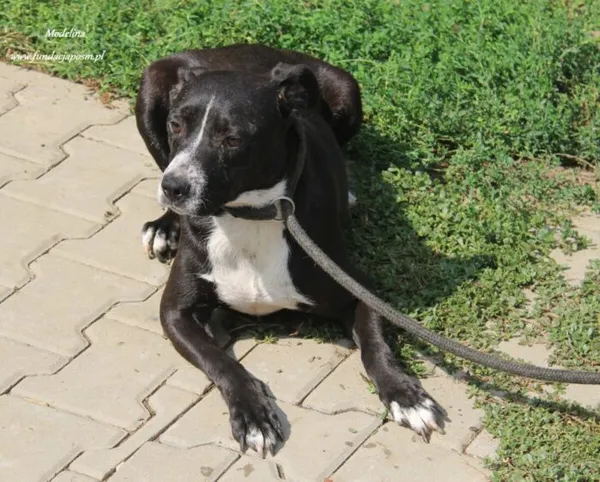 Pies do adopcji, Nowy Dwór Mazowiecki, 25 sierpnia 2024 (2/5)