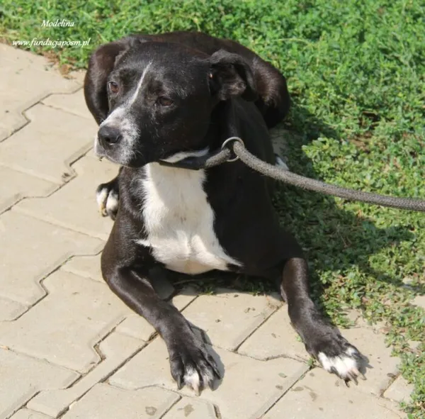 Pies do adopcji, Nowy Dwór Mazowiecki, 25 sierpnia 2024 (4/5)