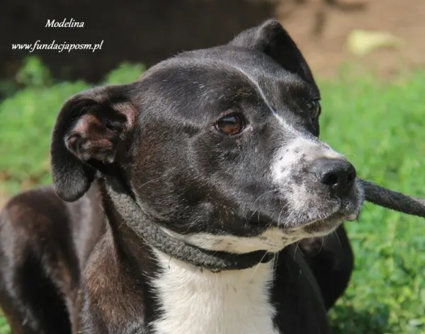 Pies do adopcji, Nowy Dwór Mazowiecki, 25 sierpnia 2024 (5/5)