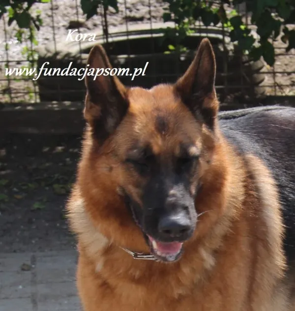 Pies do adopcji, Nowy Dwór Mazowiecki, 25 sierpnia 2024 (1/4)