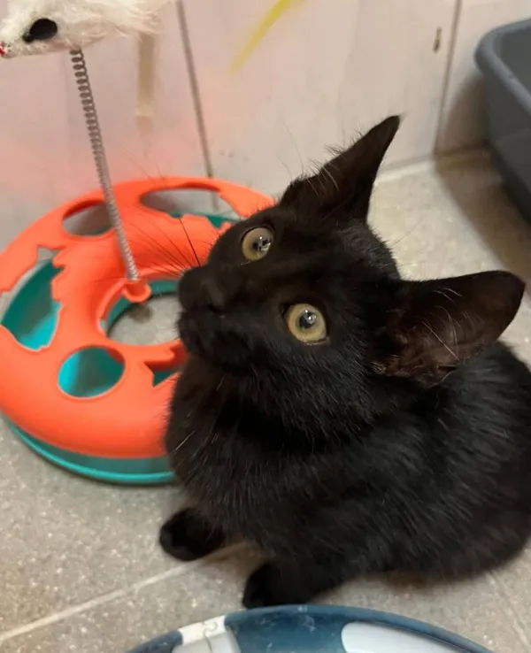 Kot do adopcji, Pionki, 23 sierpnia 2024 (3/3)