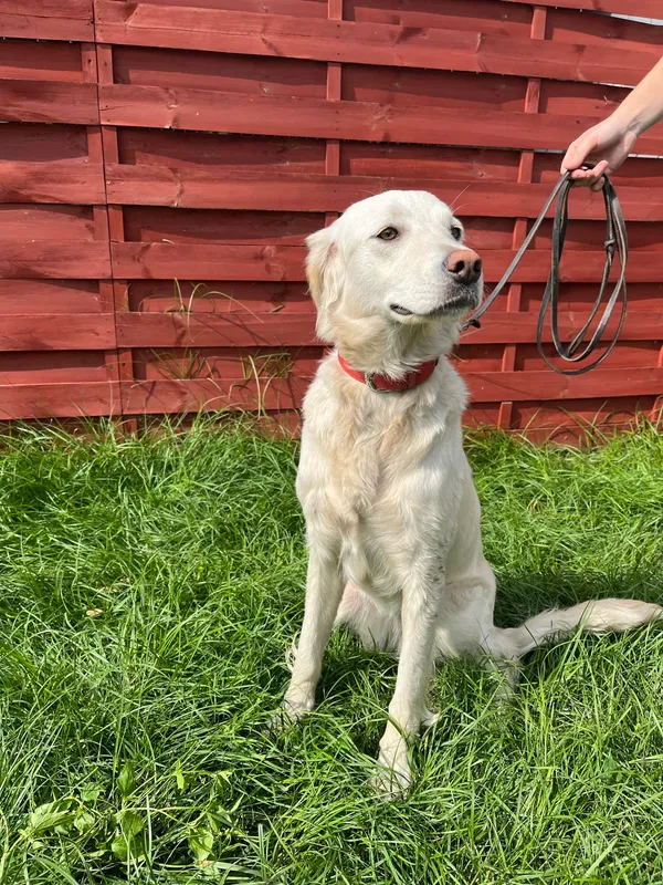 Znaleziono psa, Czartki, 26 sierpnia 2024