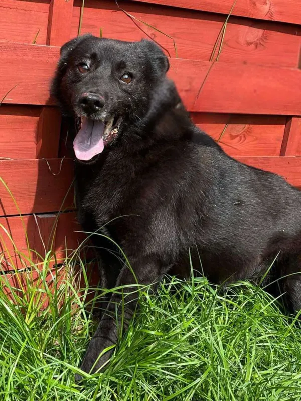 Znaleziono psa, Czartki, 26 sierpnia 2024