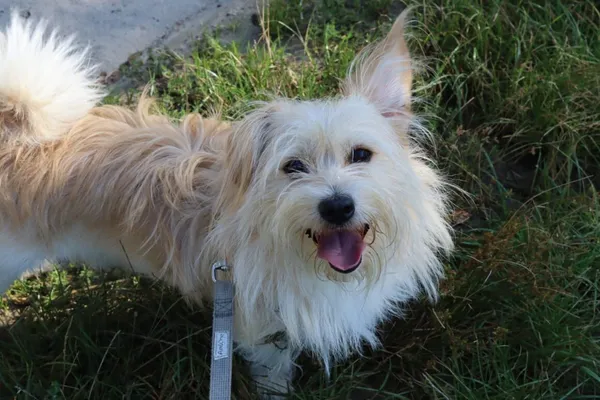 Pies do adopcji, Dłużyna Górna, 24 sierpnia 2024 (1/4)