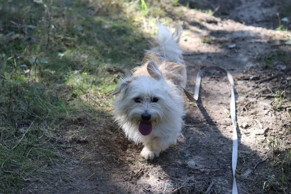 Pies do adopcji, Dłużyna Górna, 24 sierpnia 2024 (2/4)