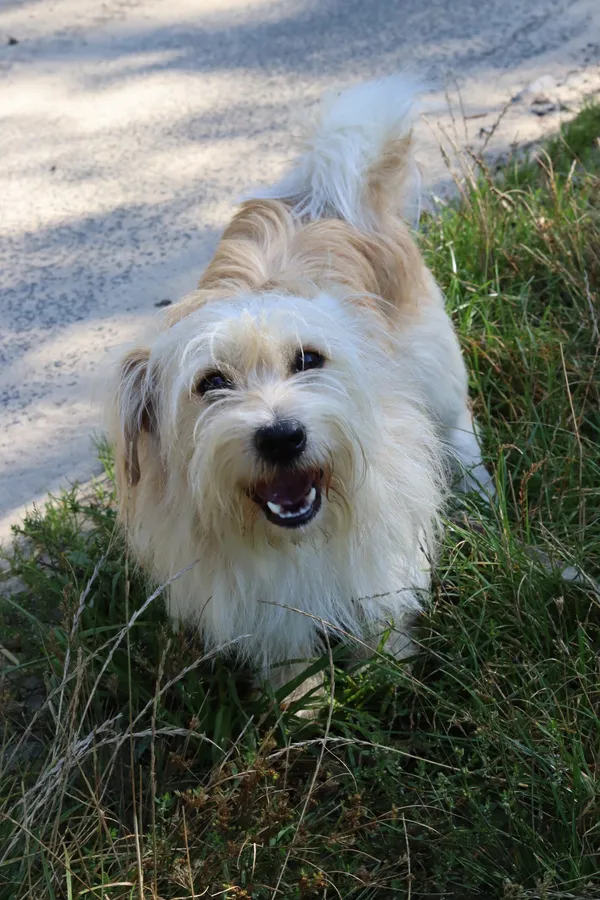 Pies do adopcji, Dłużyna Górna, 24 sierpnia 2024 (3/4)