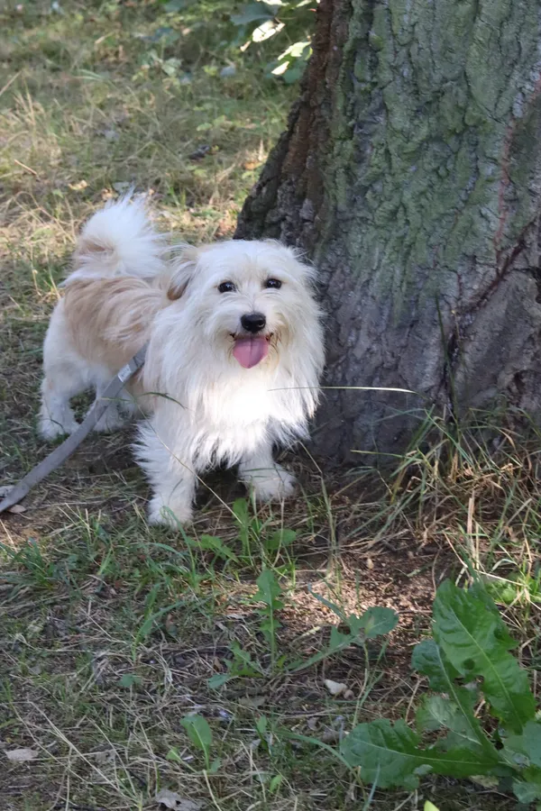 Pies do adopcji, Dłużyna Górna, 24 sierpnia 2024 (4/4)