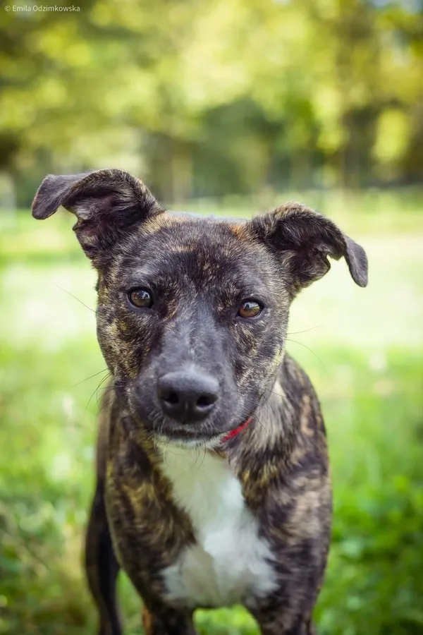 Pies do adopcji, Radom, 23 sierpnia 2024 (1/5)