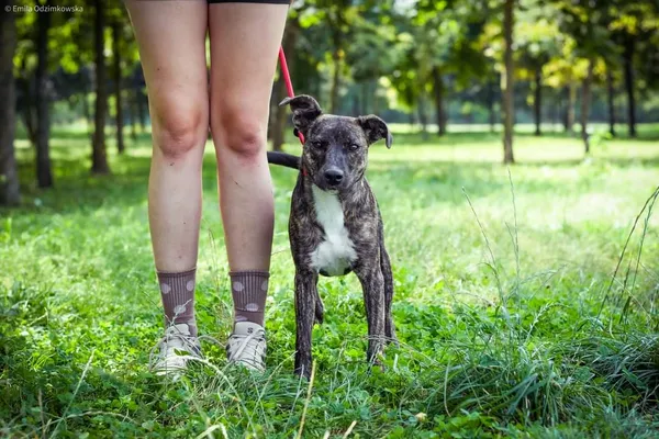 Pies do adopcji, Radom, 23 sierpnia 2024 (2/5)