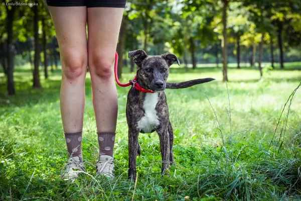 Pies do adopcji, Radom, 23 sierpnia 2024 (3/5)