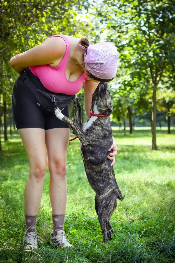 Pies do adopcji, Radom, 23 sierpnia 2024 (5/5)