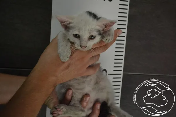 Znaleziono kota, Chełmek, 26 sierpnia 2024