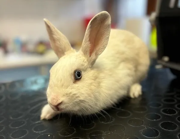 Znaleziono zwierzę, Lublin, 20 sierpnia 2024