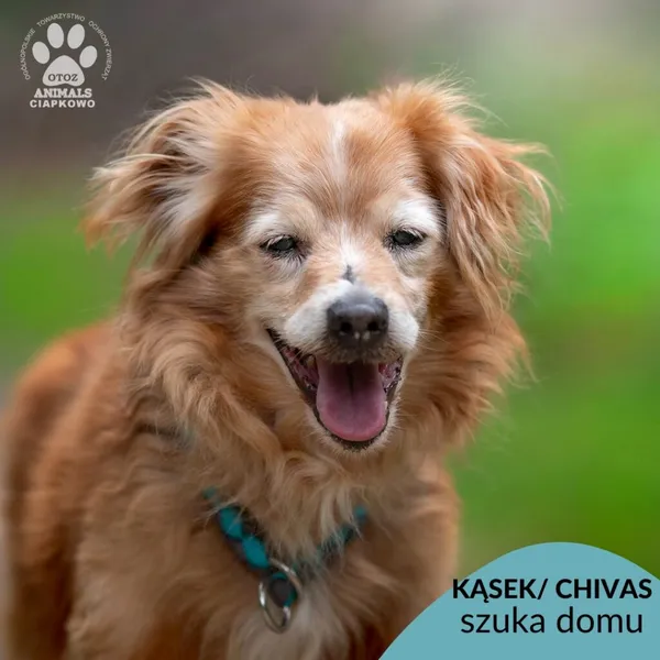 Pies do adopcji, Gdynia, 22 sierpnia 2024 (1/4)