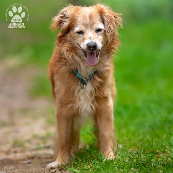 Pies do adopcji, Gdynia, 22 sierpnia 2024 (2/4)