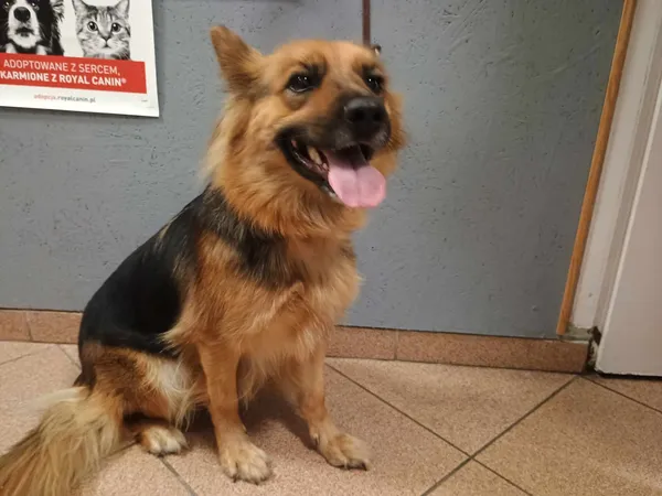 Pies do adopcji, Włocławek, 27 sierpnia 2024